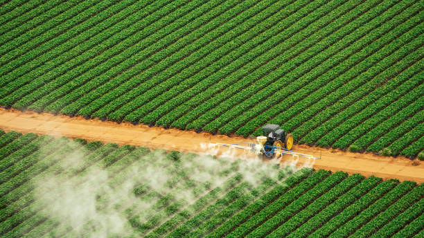 Best Best Pest Control Companies  in Varnville, SC